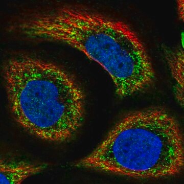 Anti-SLC44A1 antibody produced in rabbit Prestige Antibodies&#174; Powered by Atlas Antibodies, affinity isolated antibody