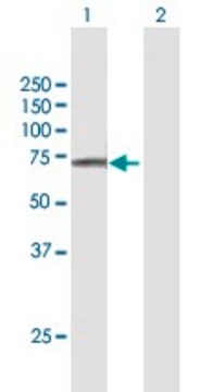 Anti-FAM111A antibody produced in mouse purified immunoglobulin, buffered aqueous solution