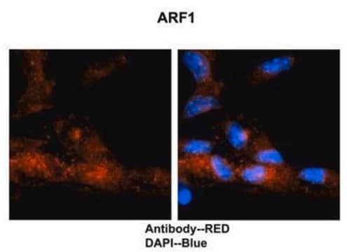 Anti-ARF1 antibody produced in rabbit affinity isolated antibody