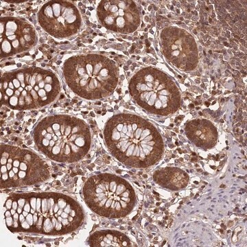 Anti-NPRL2 antibody produced in rabbit Prestige Antibodies&#174; Powered by Atlas Antibodies, affinity isolated antibody, buffered aqueous glycerol solution