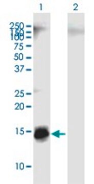 Anti-APOC4 antibody produced in mouse purified immunoglobulin, buffered aqueous solution