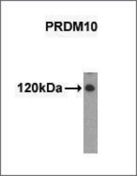 Monoclonal Anti-PRDM10 antibody produced in mouse purified immunoglobulin, buffered aqueous solution