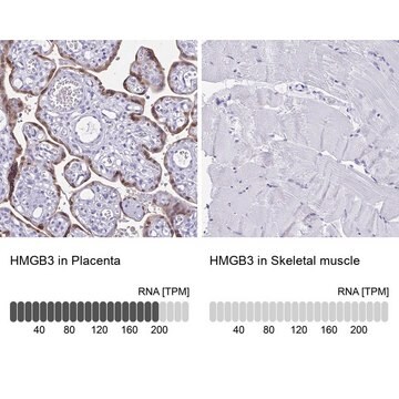 Anti-HMGB3 antibody produced in rabbit Prestige Antibodies&#174; Powered by Atlas Antibodies, affinity isolated antibody, buffered aqueous glycerol solution