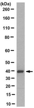 Anti-GNAT1 Antibody, clone 11A8.1 clone 11A8.1, from mouse