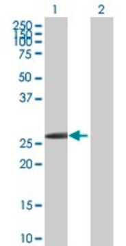 Anti-HOXB1 antibody produced in rabbit purified immunoglobulin, buffered aqueous solution