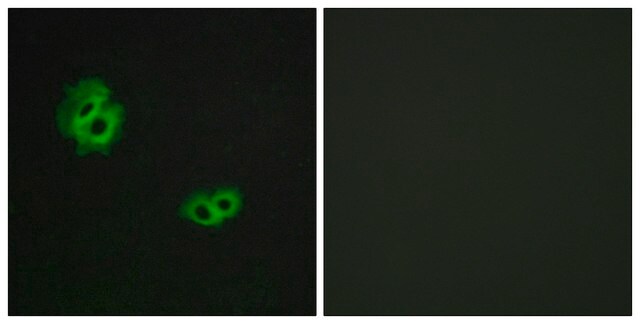 Anti-GPR171 antibody produced in rabbit affinity isolated antibody