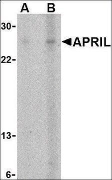 Anti-APRIL antibody produced in rabbit affinity isolated antibody, buffered aqueous solution