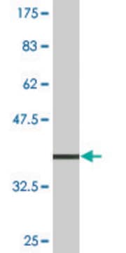 Monoclonal Anti-ATP4B antibody produced in mouse clone 1D10, purified immunoglobulin, buffered aqueous solution