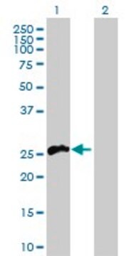 Anti-TNFSF11 antibody produced in rabbit purified immunoglobulin, buffered aqueous solution