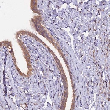 Anti-MAN2C1 antibody produced in rabbit Prestige Antibodies&#174; Powered by Atlas Antibodies, affinity isolated antibody, buffered aqueous glycerol solution