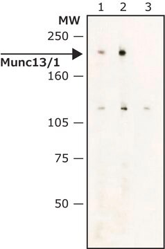 Monoclonal Anti-Munc13/1 antibody produced in mouse ~2&#160;mg/mL, clone Munc13-71, purified immunoglobulin, buffered aqueous solution