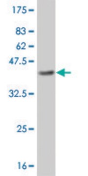 ANTI-BRAF antibody produced in mouse clone 2F6, purified immunoglobulin, buffered aqueous solution