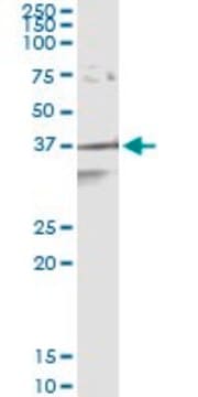 Monoclonal Anti-APEX1 antibody produced in mouse clone 3E12, purified immunoglobulin, buffered aqueous solution