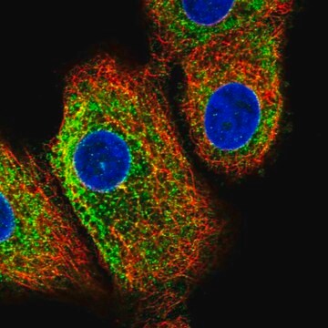 Anti-C16orf95 antibody produced in rabbit Prestige Antibodies&#174; Powered by Atlas Antibodies, affinity isolated antibody