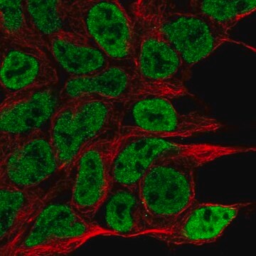 Anti-NPAS1 antibody produced in rabbit Prestige Antibodies&#174; Powered by Atlas Antibodies, affinity isolated antibody