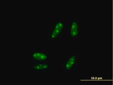 Anti-SSX5 antibody produced in mouse purified immunoglobulin, buffered aqueous solution