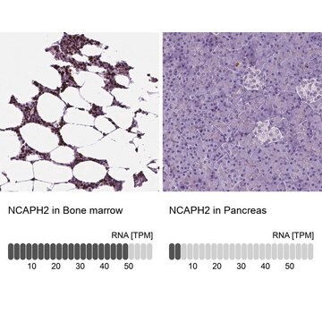 Anti-NCAPH2 antibody produced in rabbit Prestige Antibodies&#174; Powered by Atlas Antibodies, affinity isolated antibody, buffered aqueous glycerol solution