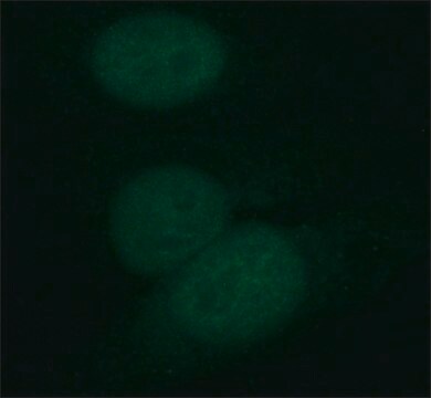 Monoclonal Anti-DHX9/RHA antibody produced in rat clone 8E3, purified from hybridoma cell culture