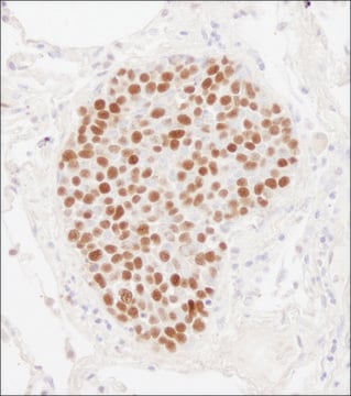 Rabbit anti-MCM2 Antibody, Affinity Purified Powered by Bethyl Laboratories, Inc.