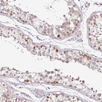 Anti-NUP188 antibody produced in rabbit Prestige Antibodies&#174; Powered by Atlas Antibodies, affinity isolated antibody, buffered aqueous glycerol solution