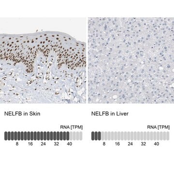 Anti-NELFB antibody produced in rabbit Prestige Antibodies&#174; Powered by Atlas Antibodies, affinity isolated antibody, buffered aqueous glycerol solution