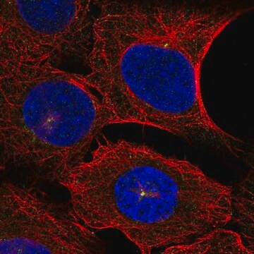 Anti-DNAH14 antibody produced in rabbit Prestige Antibodies&#174; Powered by Atlas Antibodies, affinity isolated antibody