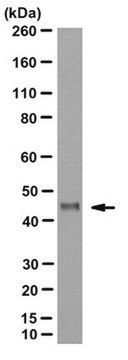 Anti-Fox1 Antibody, clone 1D10 clone 1D10, from mouse