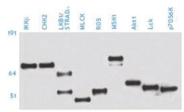 Anti-Phosphoserine Antibody, clone 4A4 (mouse IgG1) clone 4A4, Upstate&#174;, from mouse