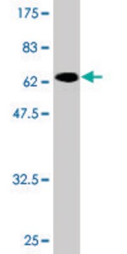 Monoclonal Anti-TRIB2 antibody produced in mouse clone 1D11, purified immunoglobulin, buffered aqueous solution