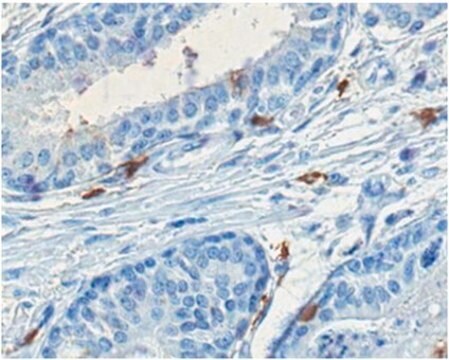 Anti-GD1a Ganglioside Antibody, clone GD1a-1 (Azide Free) clone GD1a-1, from mouse