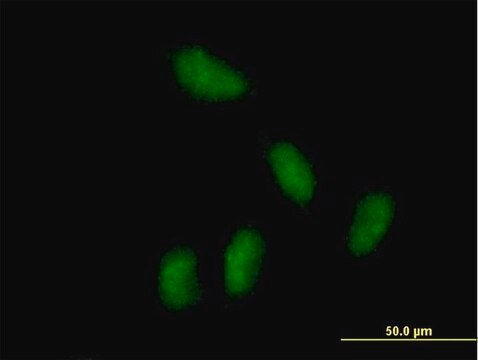 Anti-KCTD15 antibody produced in mouse IgG fraction of antiserum, buffered aqueous solution