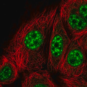 Anti-KIF22 antibody produced in rabbit Prestige Antibodies&#174; Powered by Atlas Antibodies, affinity isolated antibody