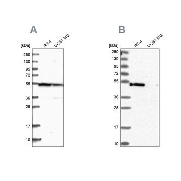 Anti-RASSF9 antibody produced in rabbit Prestige Antibodies&#174; Powered by Atlas Antibodies, affinity isolated antibody, buffered aqueous glycerol solution