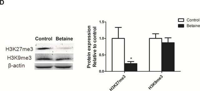 ChIPAb+ 三甲基-组蛋白H3（Lys27）- ChIP验证的抗体和引物组 from rabbit, purified by using Protein A