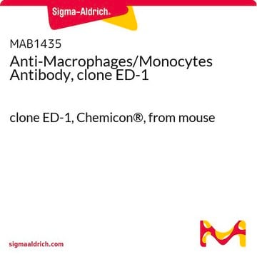 Anticorps anti-macrophages/monocytes, clone ED-1 clone ED-1, Chemicon&#174;, from mouse