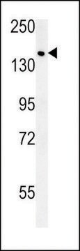 ANTI-SAMD9(C-TERMINAL) antibody produced in rabbit affinity isolated antibody, buffered aqueous solution