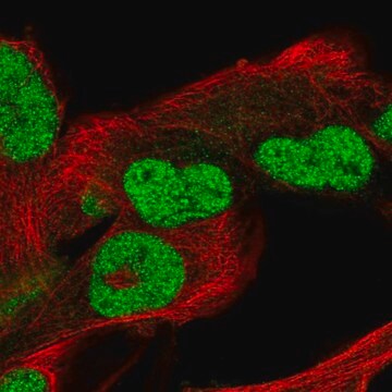 Anti-POC5 antibody produced in rabbit Prestige Antibodies&#174; Powered by Atlas Antibodies, affinity isolated antibody, buffered aqueous glycerol solution