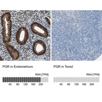 Anti-PGR antibody produced in rabbit Ab2, Prestige Antibodies&#174; Powered by Atlas Antibodies, affinity isolated antibody, buffered aqueous glycerol solution