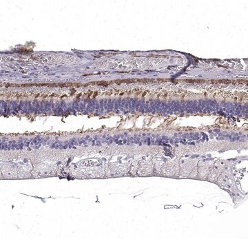 Anti-CRB1 antibody produced in rabbit Prestige Antibodies&#174; Powered by Atlas Antibodies, affinity isolated antibody