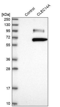 Anti-CLEC14A antibody produced in rabbit Prestige Antibodies&#174; Powered by Atlas Antibodies, affinity isolated antibody, buffered aqueous glycerol solution