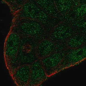 Anti-SMIM22 antibody produced in rabbit Prestige Antibodies&#174; Powered by Atlas Antibodies, affinity isolated antibody