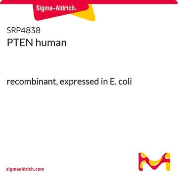 PTEN human recombinant, expressed in E. coli