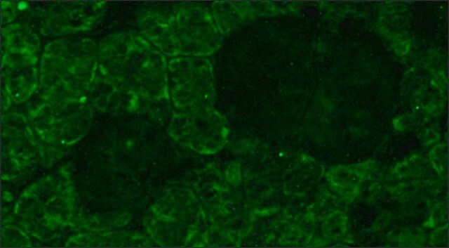 Monoclonal Anti-Opsin antibody produced in mouse clone RET-P1, ascites fluid