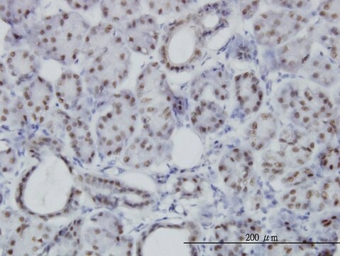 Monoclonal Anti-PBX3 antibody produced in mouse clone 1A9, purified immunoglobulin, buffered aqueous solution