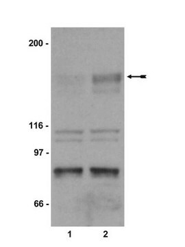 Anti-phospho-KDR/Flk-1/VEGFR2 (Tyr1214) Antibody Upstate&#174;, from rabbit