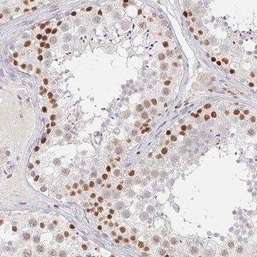 Anti-RCOR1 antibody produced in rabbit Prestige Antibodies&#174; Powered by Atlas Antibodies, affinity isolated antibody, buffered aqueous glycerol solution