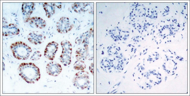 Anti-BCL2L11 (Ab-69) antibody produced in rabbit affinity isolated antibody