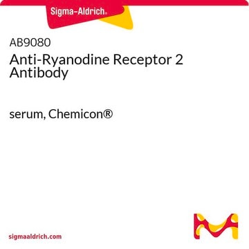 Anti-Ryanodinrezeptor-2-Antikörper serum, Chemicon&#174;