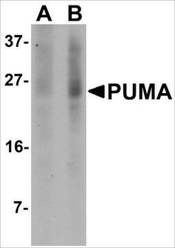 Monoclonal Anti-PUMA antibody produced in mouse clone 2A9G5, purified immunoglobulin, buffered aqueous solution