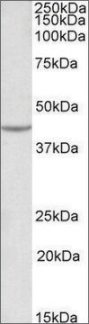 Anti-VEGFA antibody produced in goat affinity isolated antibody, buffered aqueous solution